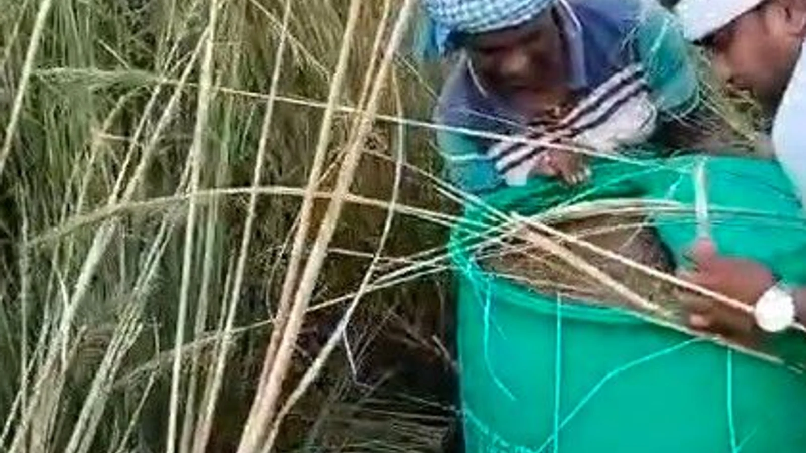 द न्यूज़ 100 डेस्क: रविओ गांव में 2 हजार लीटर महुआ घोल नष्ट से जुड़ा समाचार चित्र