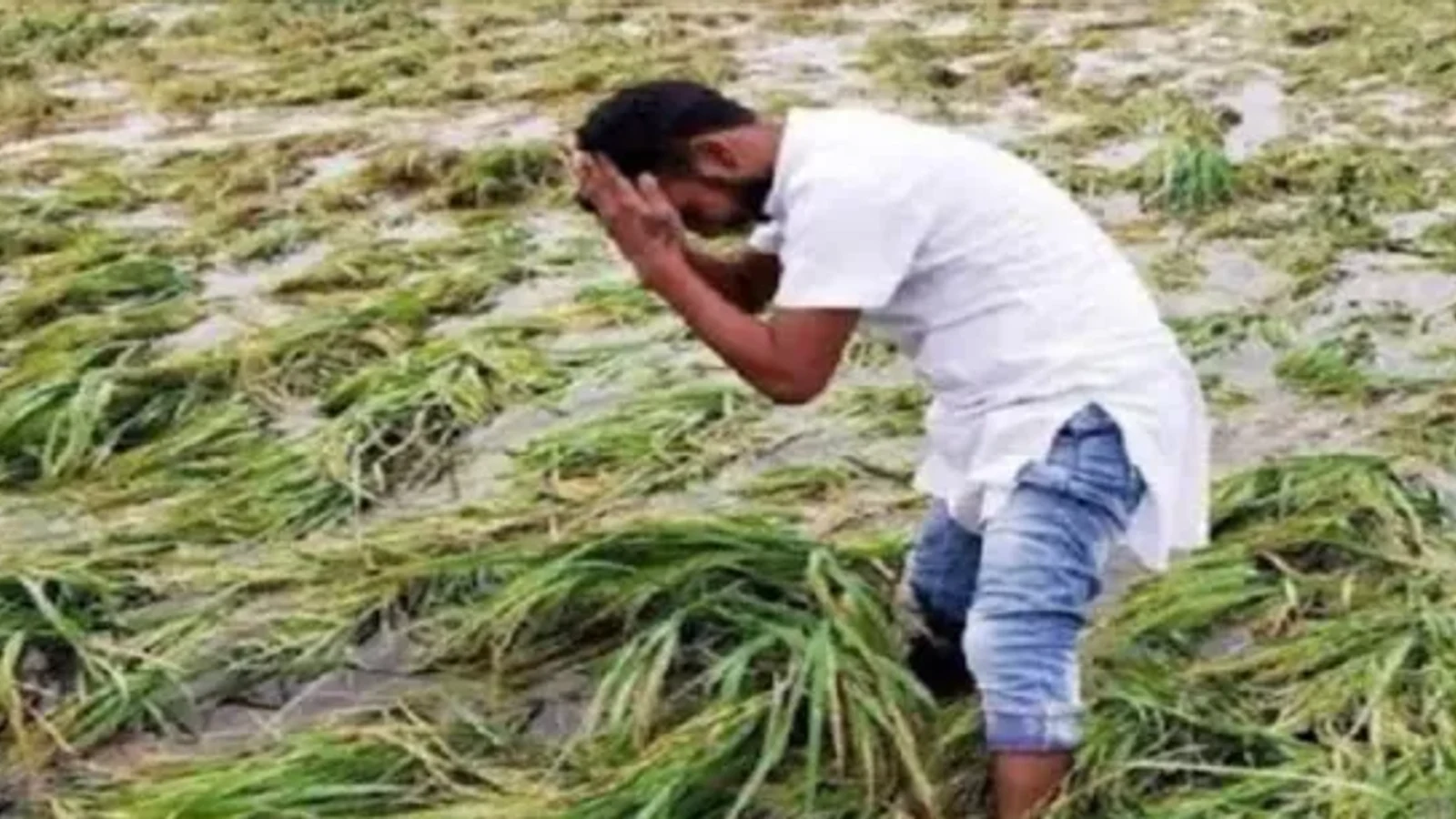 उत्तर प्रदेश में आंधी-बारिश का कहर: पेड़ गिरने से तीन लोगों की मौत, अन्नदाताओं की बढ़ीं मुश्किलें