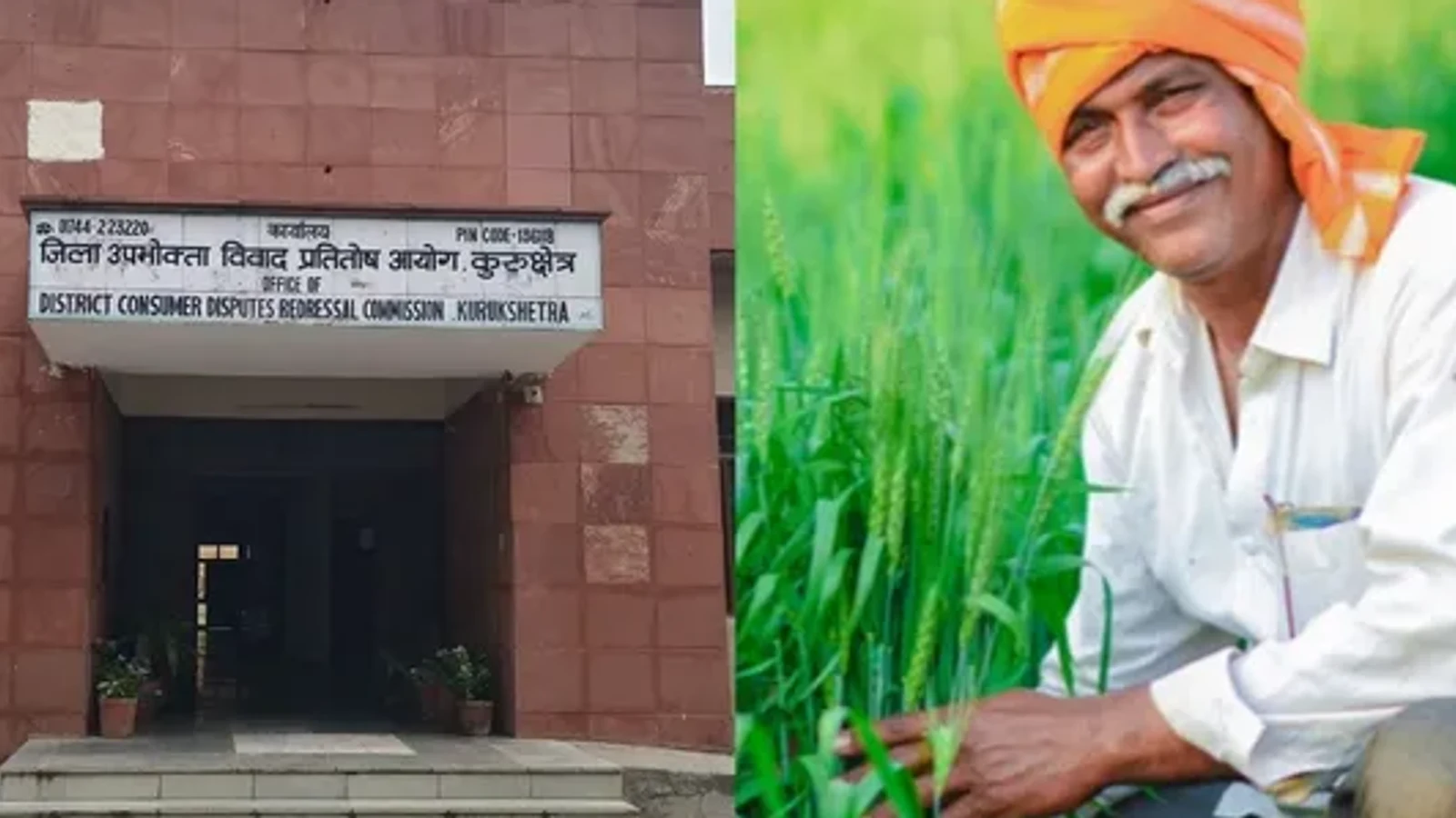 हरियाणा में गेहूं की फसल खराब होने पर किसान को मिलेगा 58 हजार रुपये से अधिक का मुआवजा, उपभोक्ता आयोग का बड़ा फैसला