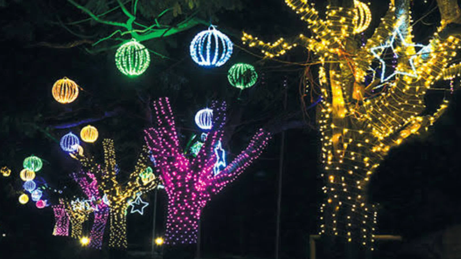‘Don’t Turn Trees Into Light Poles’: How Mysuru Is Rethinking Festive Decorations - घटनाक्रम से जुड़ा सत्यापित चित्र