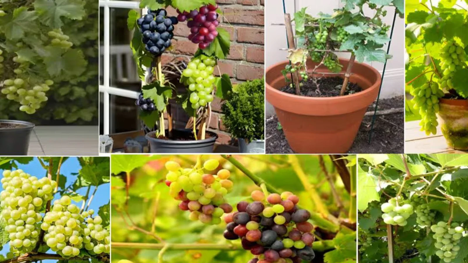 Grapes Growing Tips: अंगूर के पौधे में नहीं आ रहे फल, गमले में डाल दें ये 3 खाद, मिलेगी बंपर पैदावार