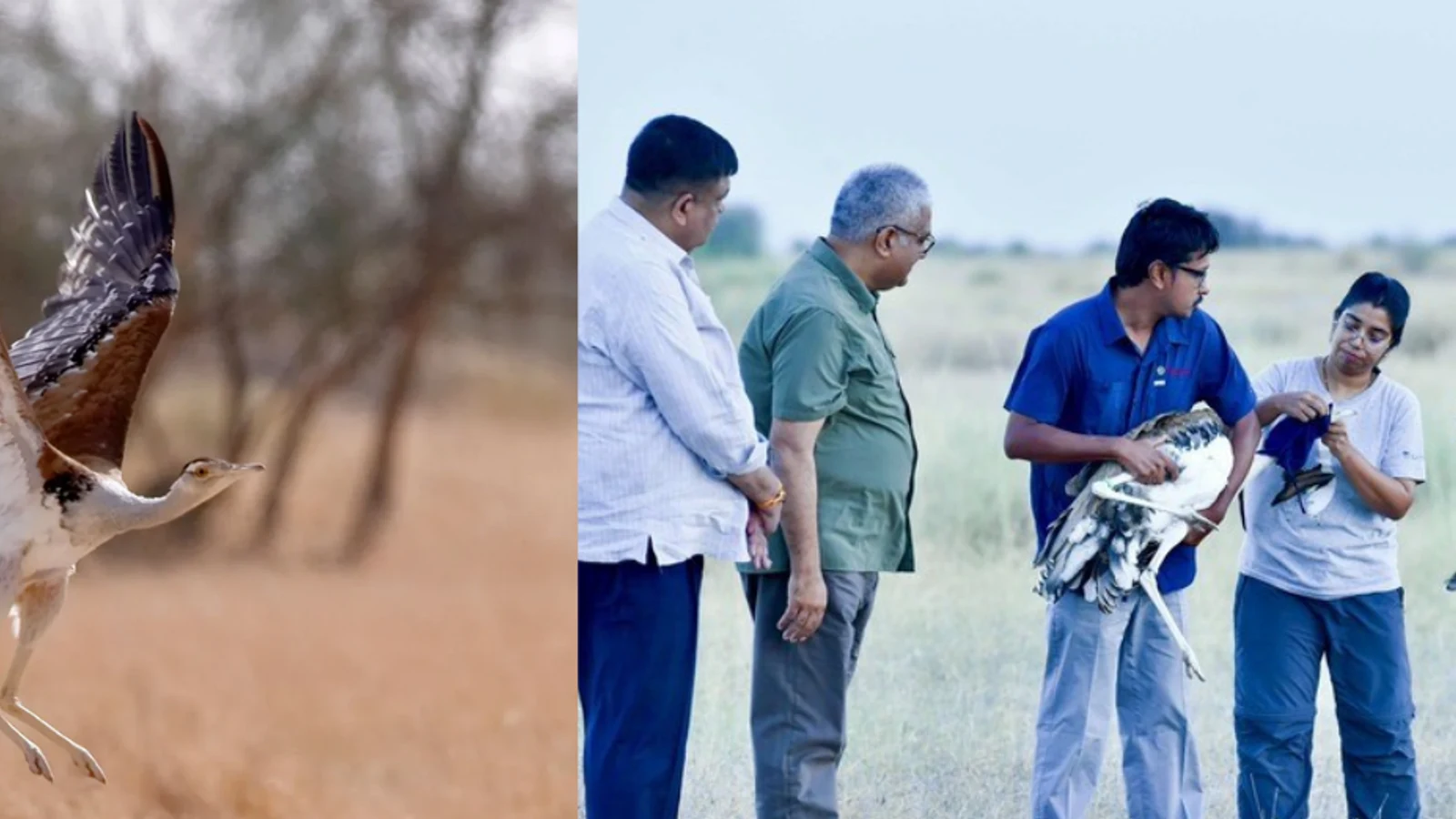 IN: India Releases 2 Captive-Bred Great Indian Bustards Into the Wild: The Beginning of a Survival Experiment पर बड़ी खबर व मुख्य बिंदु